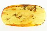 Two Fossil Spiders, Winged Termite, and Fungus Gnat in Baltic Amber #288173-1